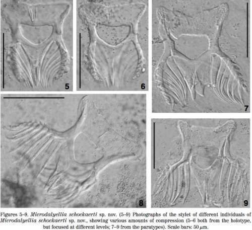 Image of Microdalyellia