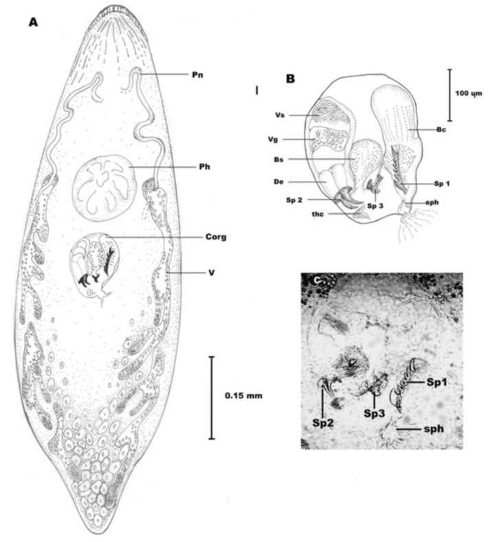 Image of (Castradella)