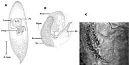 Image of (Castrada) multispina