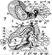 Image of Protoascus