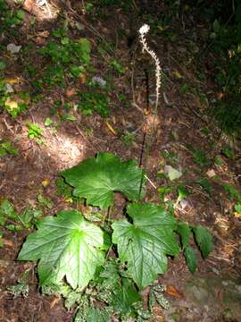 Image of Actaea japonica C. P. Thunberg ex A. Murray