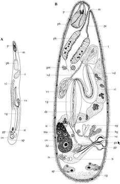 Image of Cheliplana uruguayensis Van Steenkiste, Volonterio, Schockaert & Artois