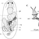 Image of <i>Polliculus cochlearis</i> Van Steenkiste, Volonterio, Schockaert & Artois