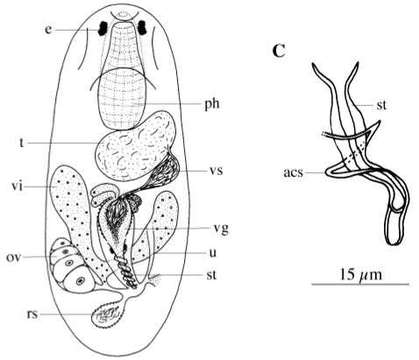 Image of Polliculus