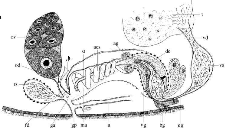 Plancia ëd Polliculus