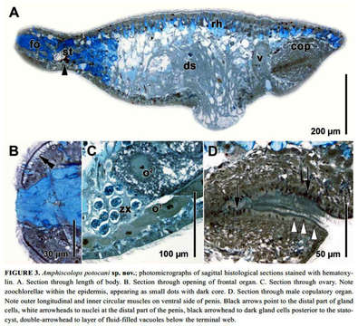 Image of Amphiscolops potocani Achatz 2008