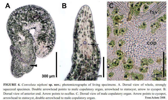 Image of Convoluta