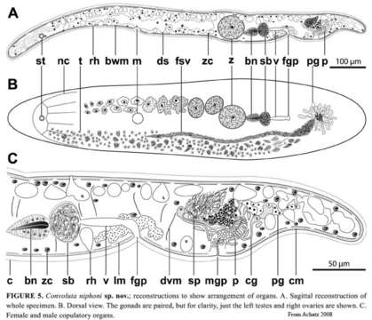 Image of Convoluta