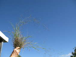 Image of Australian lovegrass