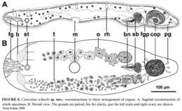 Image of Convoluta schuelii Achatz 2008