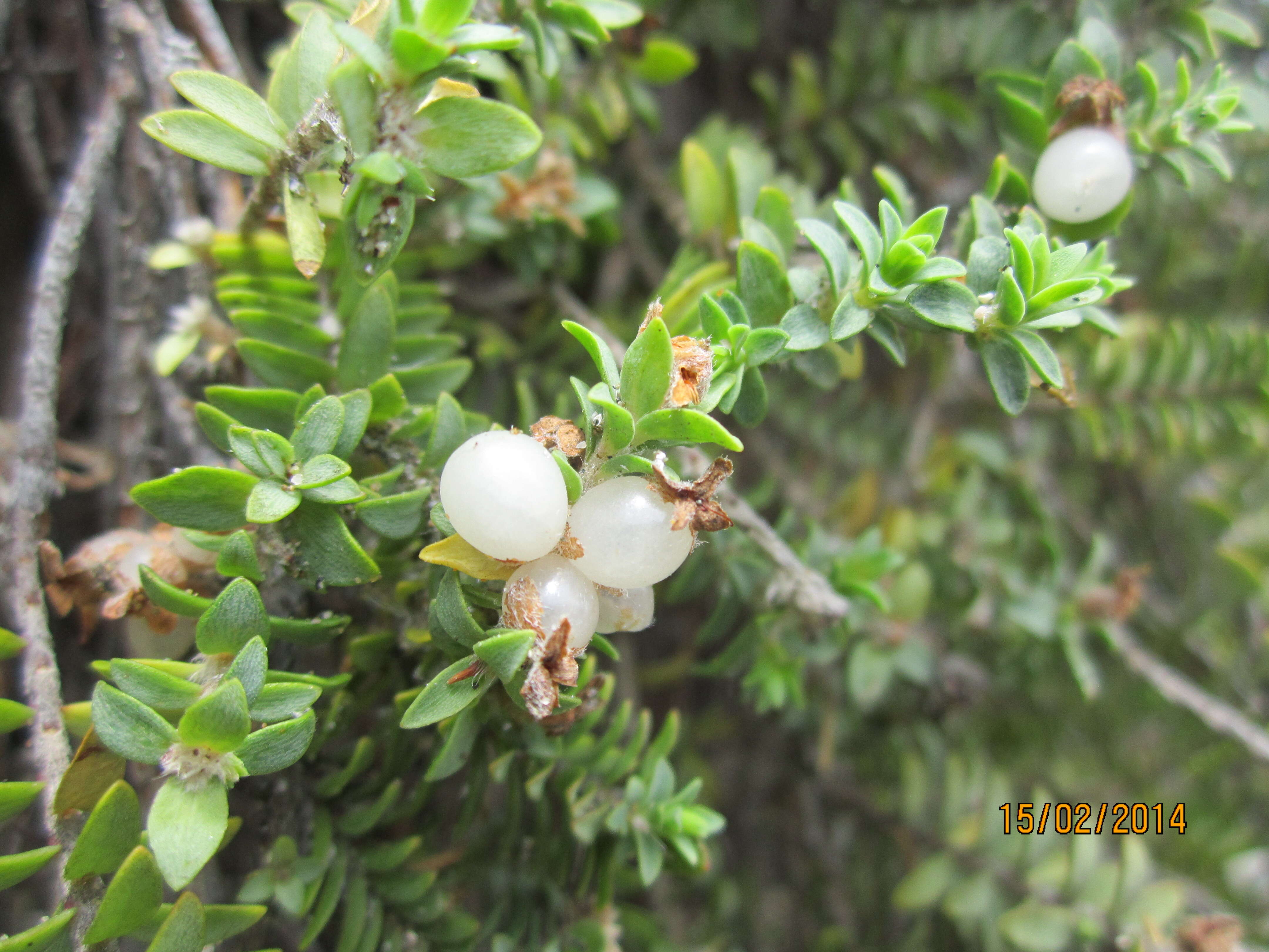 Image of Pimelea urvilleana A. Rich.