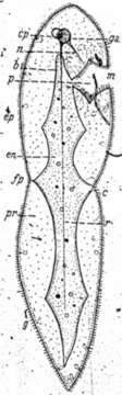 Image of Dolichomicrostomida