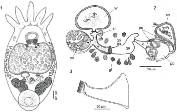 Image of Temnocephala