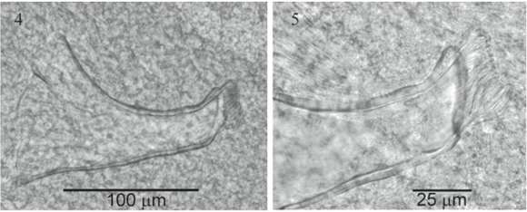 Image of Temnocephala