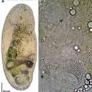 Image of Aphanostoma collinae Hooge & Tyler 2008