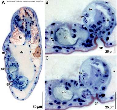 Image of Aphanostoma