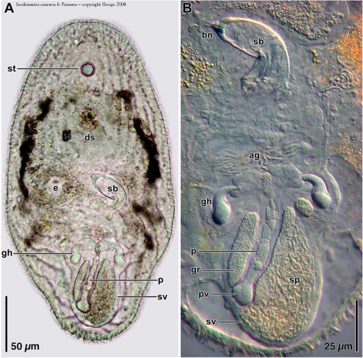 Image of Isodiametra cuernos Hooge & Tyler 2008