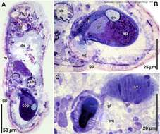 Image of Isodiametra cuernos Hooge & Tyler 2008