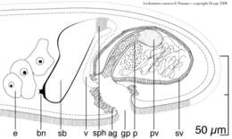 Image of Isodiametra cuernos Hooge & Tyler 2008