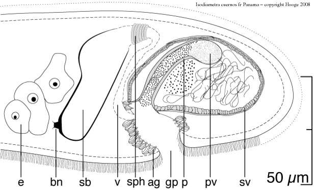 Image of Isodiametra cuernos Hooge & Tyler 2008