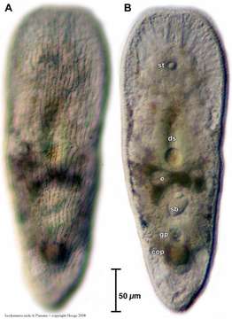 Image of Isodiametra nicki Hooge & Tyler 2008