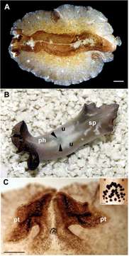 Image of Pseudobiceros caribbensis Bolanos, Quiroga & Litvaitis 2007