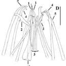 Image of Parotoplana fretigaditani Delogu, Casu & Curini-Galletti 2008