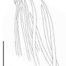 Image of Parotoplana varispinosa Delogu, Casu & Curini-Galletti 2008
