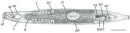 Image of Parotoplana crassispina Delogu & Curini-Galletti 2009