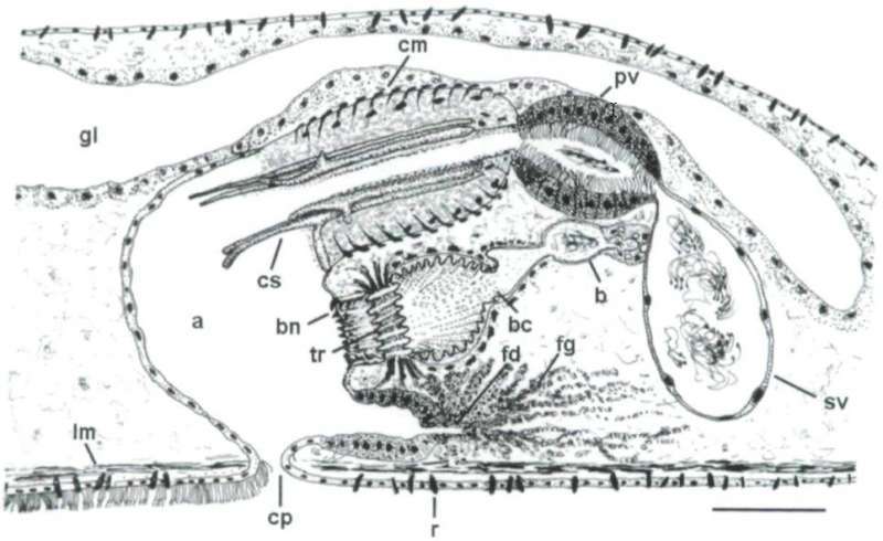 Image of Parotoplana crassispina Delogu & Curini-Galletti 2009