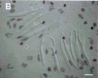 Parotoplana carthagoensis Delogu & Curini-Galletti 2009的圖片