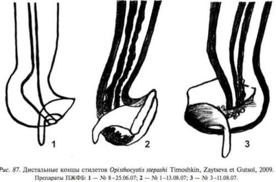 Image of Opisthocystis stepashi Timoshkin, Zaytseva & Gutsol 2009