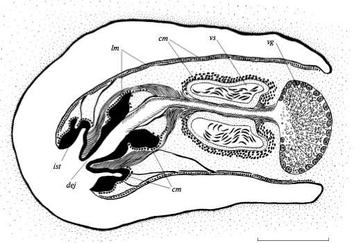 Image of Otomesostomatidae
