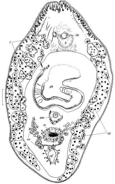 Imagem de Baikalotomesostoma