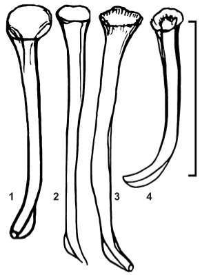 Image of Opisthocystis humilistylus Timoshkin 2010