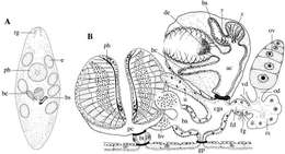 Слика од (Castrada) purgatorialis