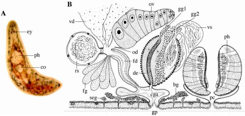 Image of Strongylostoma