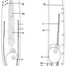 Imagem de Philactinoposthia brevis Nilsson, Walberg & Jondelius 2011