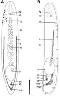 Imagem de Philactinoposthia brevis Nilsson, Walberg & Jondelius 2011