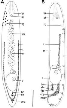 Image of Philactinoposthia brevis Nilsson, Walberg & Jondelius 2011