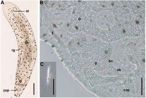 Imagem de Philactinoposthia brevis Nilsson, Walberg & Jondelius 2011