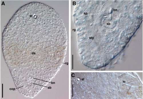 Image of Philactinoposthia ischiae Nilsson, Walberg & Jondelius 2011