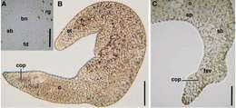 Imagem de Philactinoposthia multipunctata Nilsson, Wallberg & Jondelius 2011