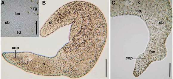 Image of Philactinoposthia multipunctata Nilsson, Wallberg & Jondelius 2011