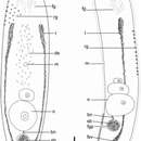 Image of Philactinoposthia novaecaledoniae Nilsson, Wallberg & Jondelius 2011