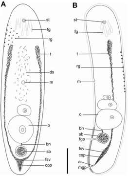 Image of Philactinoposthia novaecaledoniae Nilsson, Wallberg & Jondelius 2011