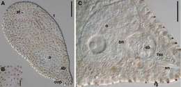 Image of Philactinoposthia novaecaledoniae Nilsson, Wallberg & Jondelius 2011