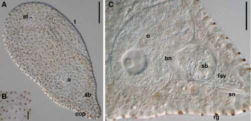 Image of Philactinoposthia novaecaledoniae Nilsson, Wallberg & Jondelius 2011