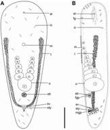 Image of Childia curinii Nilsson, Wallberg & Jondelius 2011