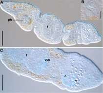 Imagem de Solenofilomorphidae